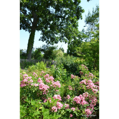 Rosier paysager Rosanatura rosea®