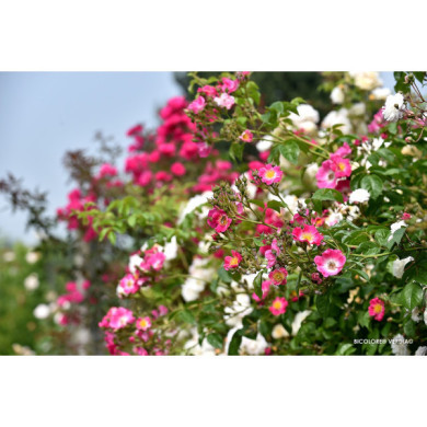 Rosier paysager Rosanatura bicolore®