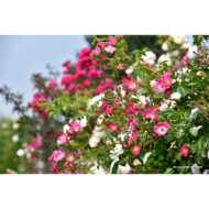 Rosier paysager Rosanatura bicolore®