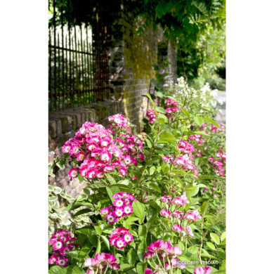 Rosier paysager Rosanatura bicolore®