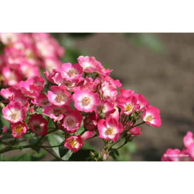 Rosier paysager Rosanatura bicolore®