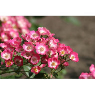 Rosier paysager Rosanatura bicolore®