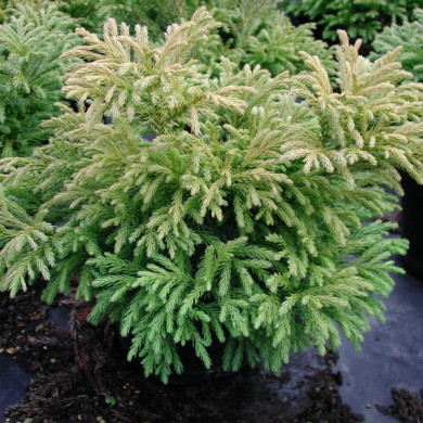Cryptomeria japonica 'Globosa Nana'
