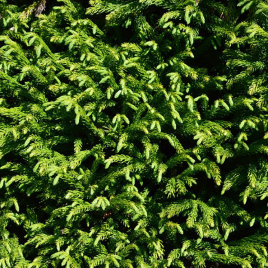 Cryptomeria japonica 'Globosa Nana'