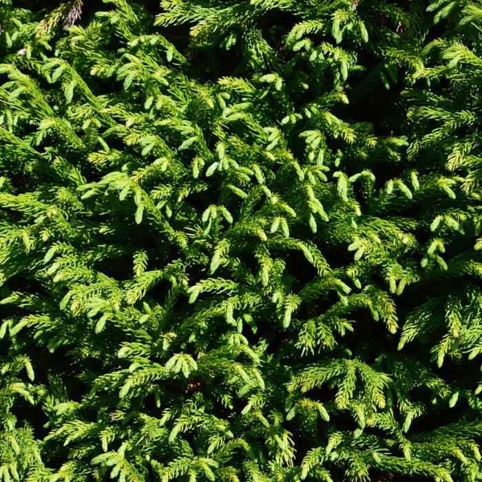 Cryptomeria japonica 'Globosa Nana'