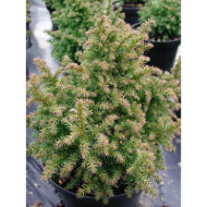 Cryptomeria japonica 'Vilmoriniana'