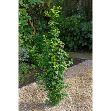 Ginkgo biloba Menhir®