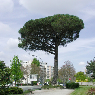 Pinus pinaster