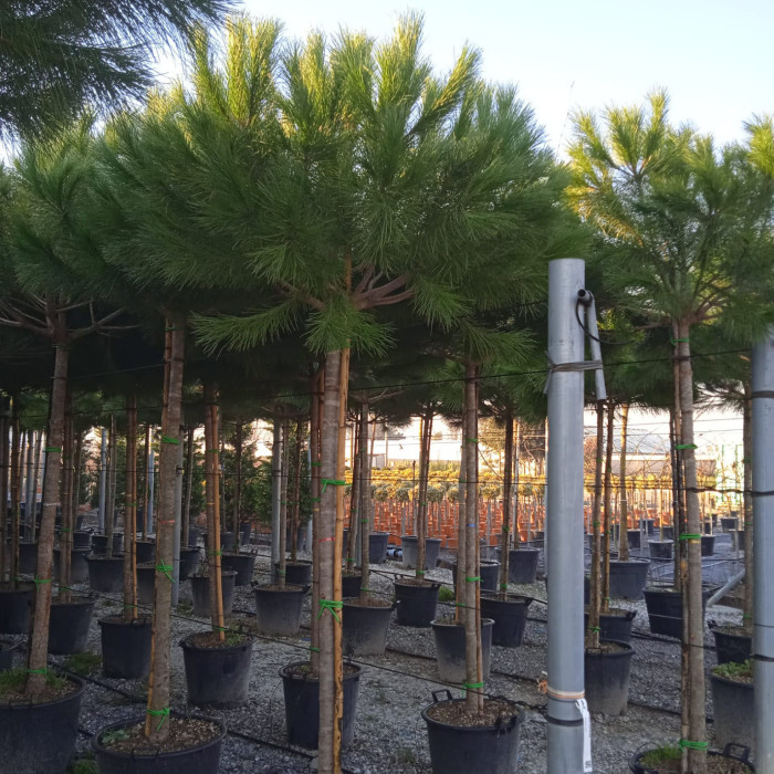 Pinus pinaster