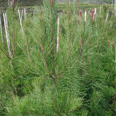 Pinus pinaster
