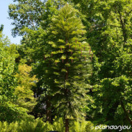 Wollemia nobilis