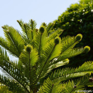 Wollemia nobilis