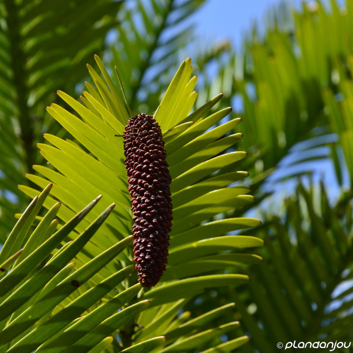 Wollemia nobilis