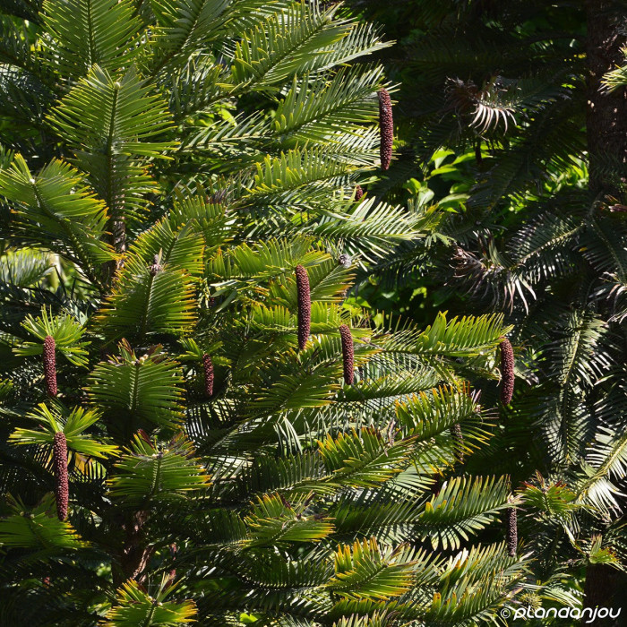 Wollemia nobilis