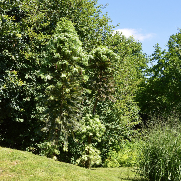 Wollemia nobilis