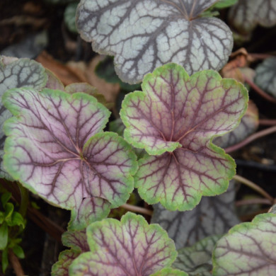 Heuchera 'Green Spice'
