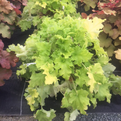 Heuchera 'Lime Marmelade'