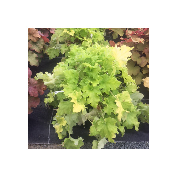 Heuchera 'Lime Marmelade'
