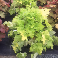 Heuchera 'Lime Marmelade'