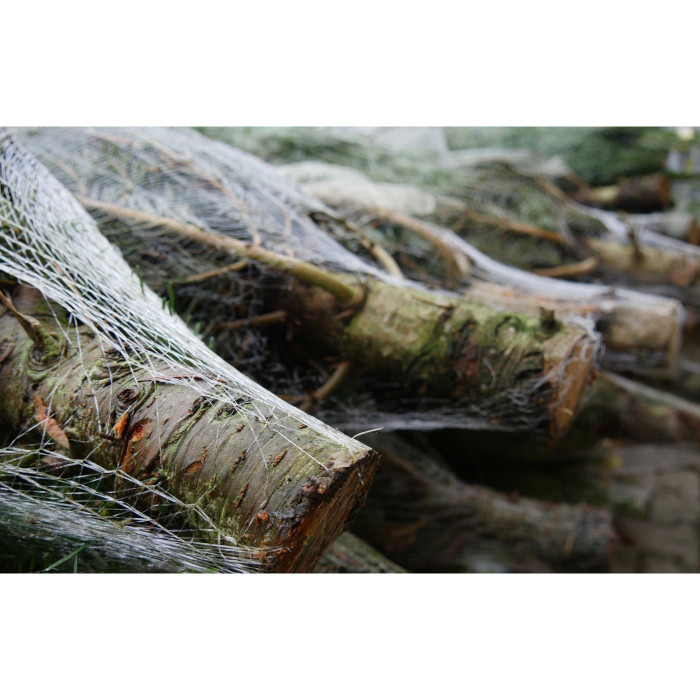 Branchage