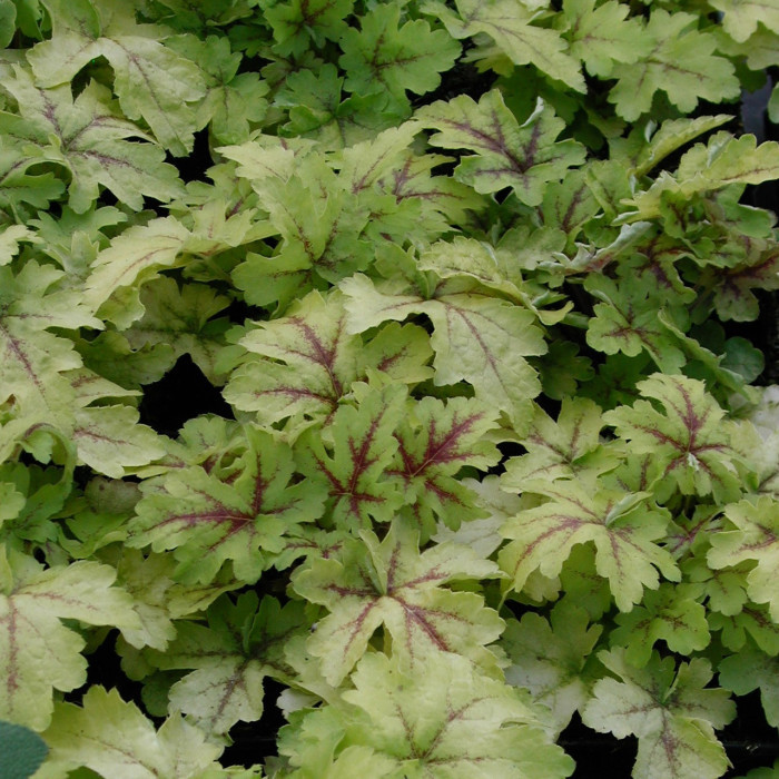 Heucherella 'Stoplight'