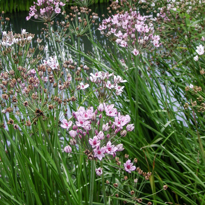 Butomus umbellatus