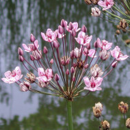 Butomus umbellatus