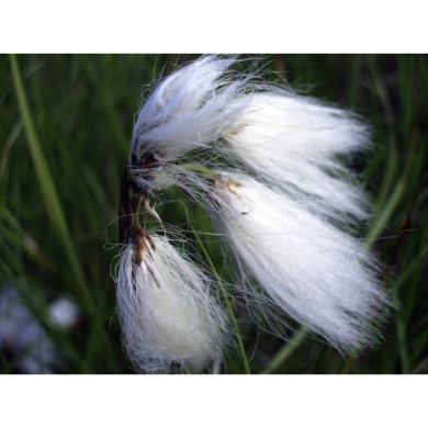 Eriophorum vaginatum