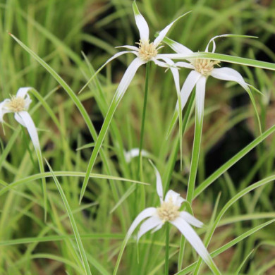 Rhynchospora colorata