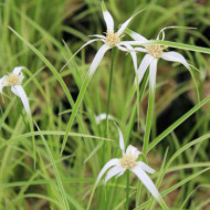 Rhynchospora colorata