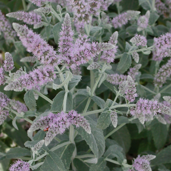 Mentha longifolia