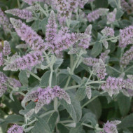 Mentha longifolia