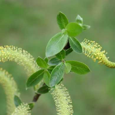 Salix alba 'Liempde'