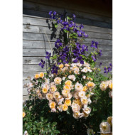Rosier grimpant Calizia® noack
