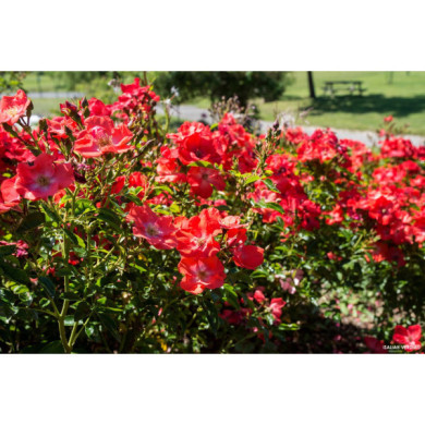 Rosier grimpant Isalia® noat1804