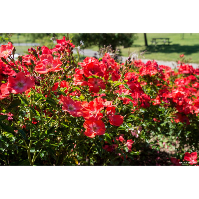 Rosier grimpant DECOROSIERS® Isalia®