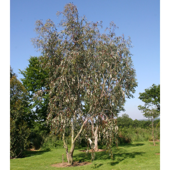 Eucalyptus pauciflora subsp. niphophila