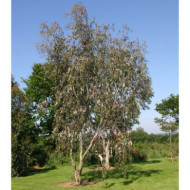 Eucalyptus pauciflora subsp. niphophila