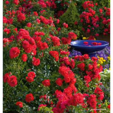 Rosier grimpant Kadora® noa83100b