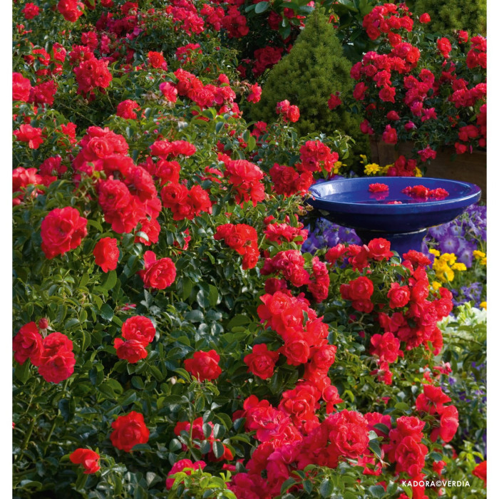 Rosier grimpant DECOROSIERS® Kadora®