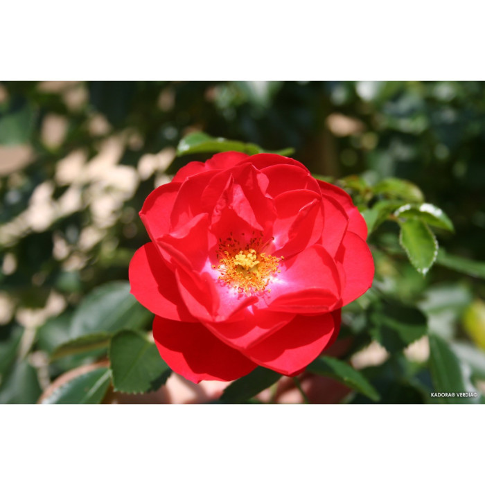 Rosier grimpant DECOROSIERS® Kadora®