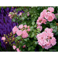 Rosier grimpant DECOROSIERS® Mareva®