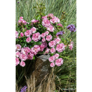 Rosier grimpant DECOROSIERS® Mareva®