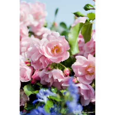 Rosier grimpant DECOROSIERS® Mareva®
