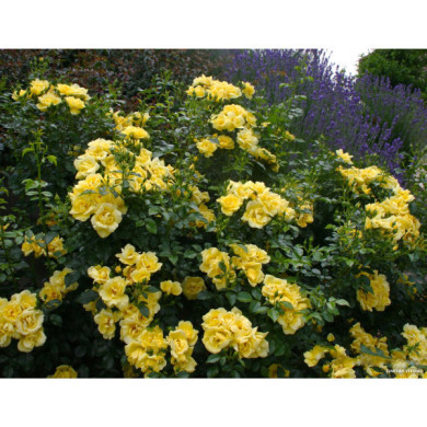 Rosier grimpant DECOROSIERS® Suneva®