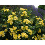 Rosier grimpant DECOROSIERS® Suneva®