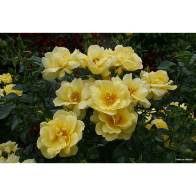 Rosier grimpant DECOROSIERS® Suneva®