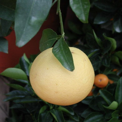 Pamplemousse