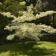 Cornus controversa 'Variegata'