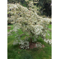 Cornus controversa 'Variegata'